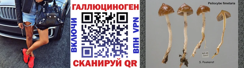 дарнет шоп  Горно-Алтайск  mega ссылка  Галлюциногенные грибы MAGIC MUSHROOMS 